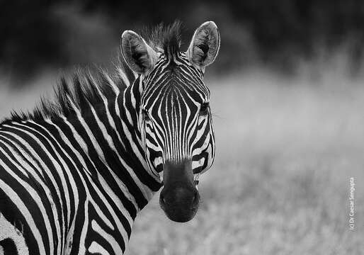 Image of zebra