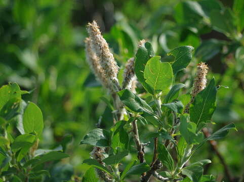 Image of Richardson's Willow