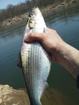 Image of Hickory Shad