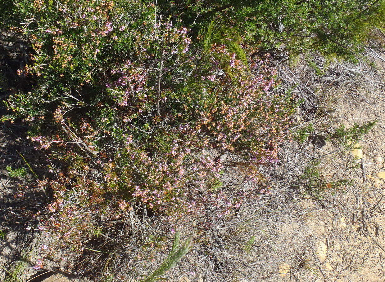 Image of hairy grey heather