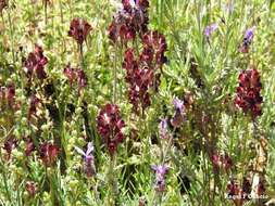 Image of roadside toadflax