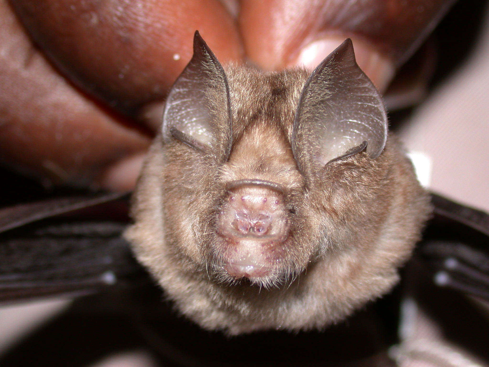 Imagem de Hipposideros caffer (Sundevall 1846)