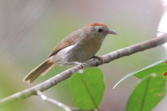 Image of Rufous-fronted Babbler