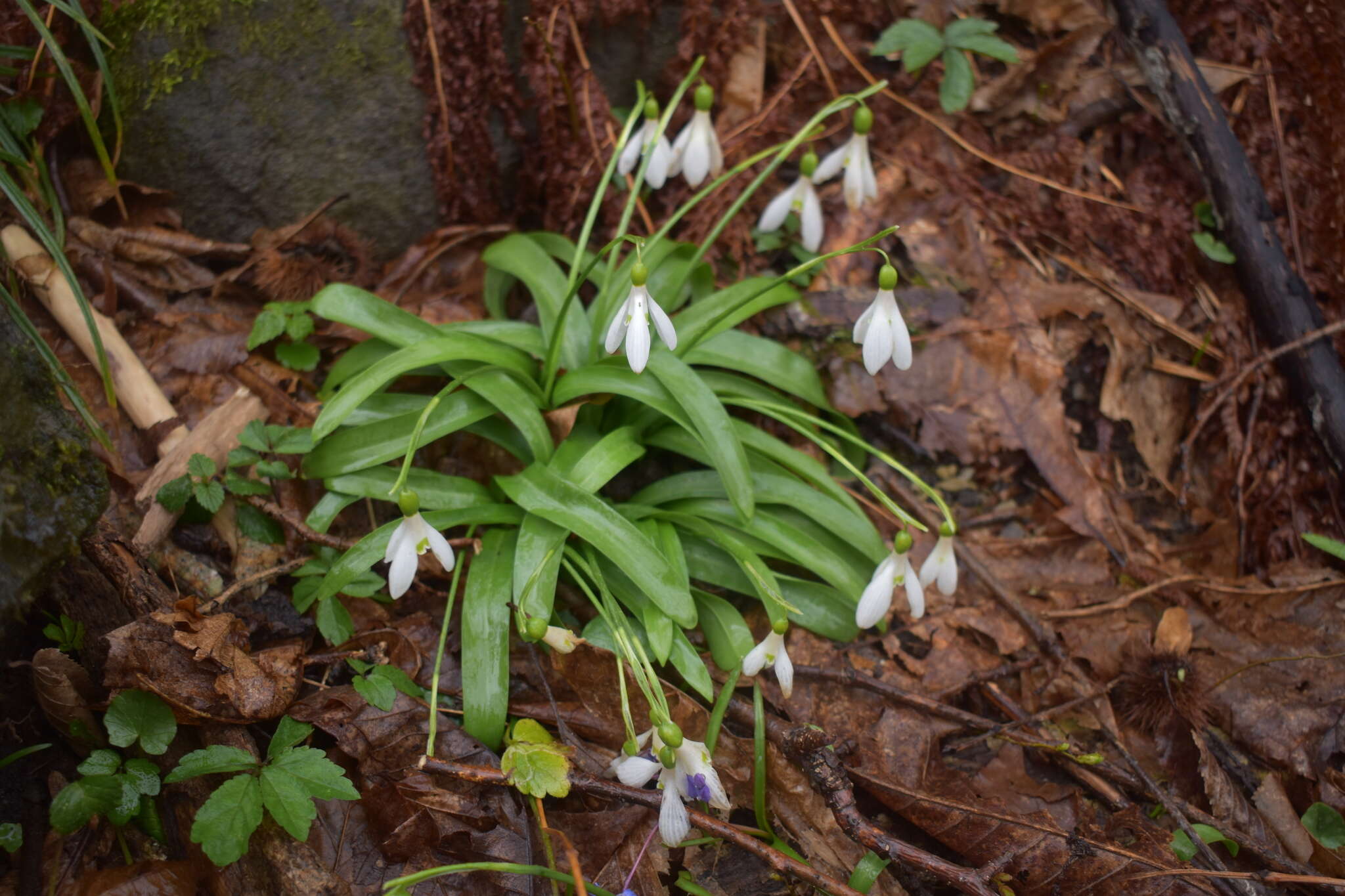 Image de Galanthus woronowii Losinsk.