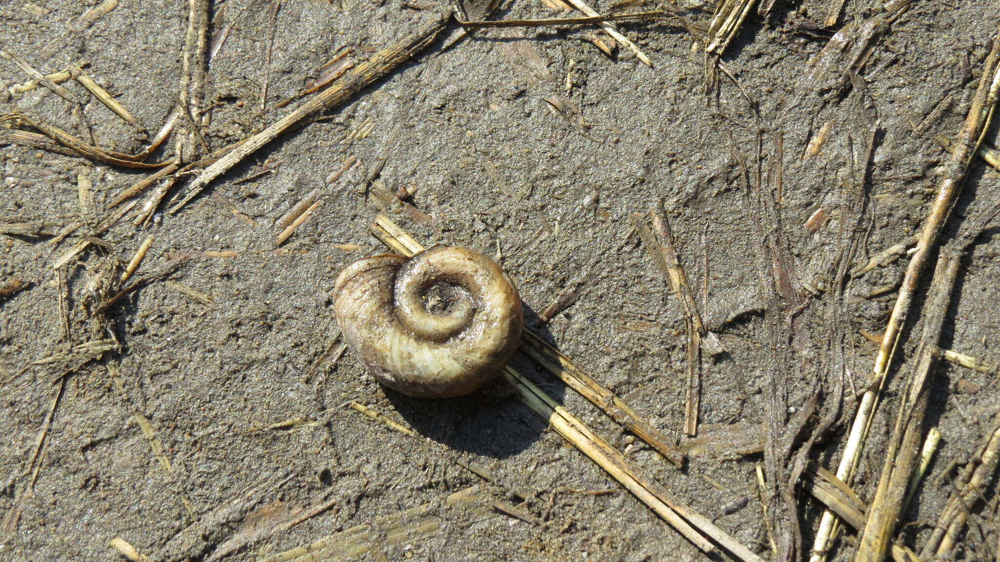 Image of Great Ram's Horn Snail