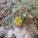 Image of Tooth-Petal Monkey-Flower