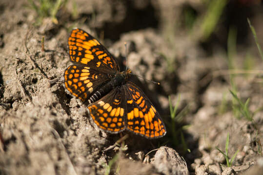 Image of Hoffmann's Checkerspot