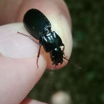 Image of Pterostichus (Pterostichus) impressicollis (Fairmaire & Laboulbène 1854)