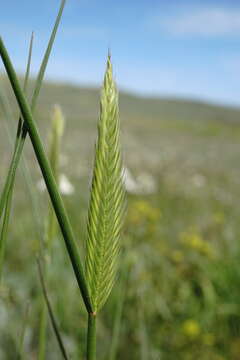 Image of Agropyron cimmericum Nevski