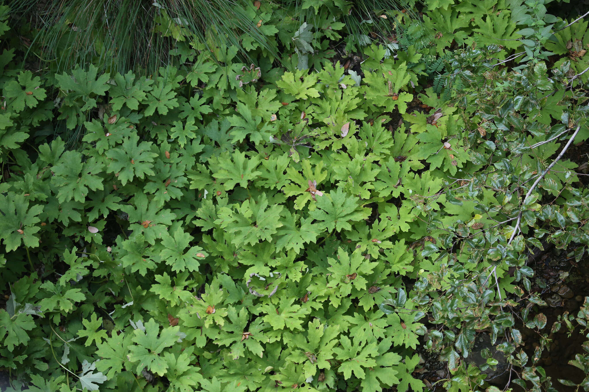 Image of arctic sweet coltsfoot