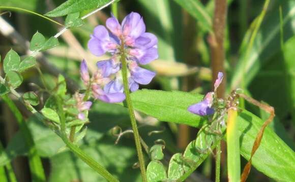 Image de Vicia ludoviciana subsp. ludoviciana