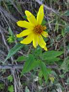 Imagem de Helianthus strumosus L.