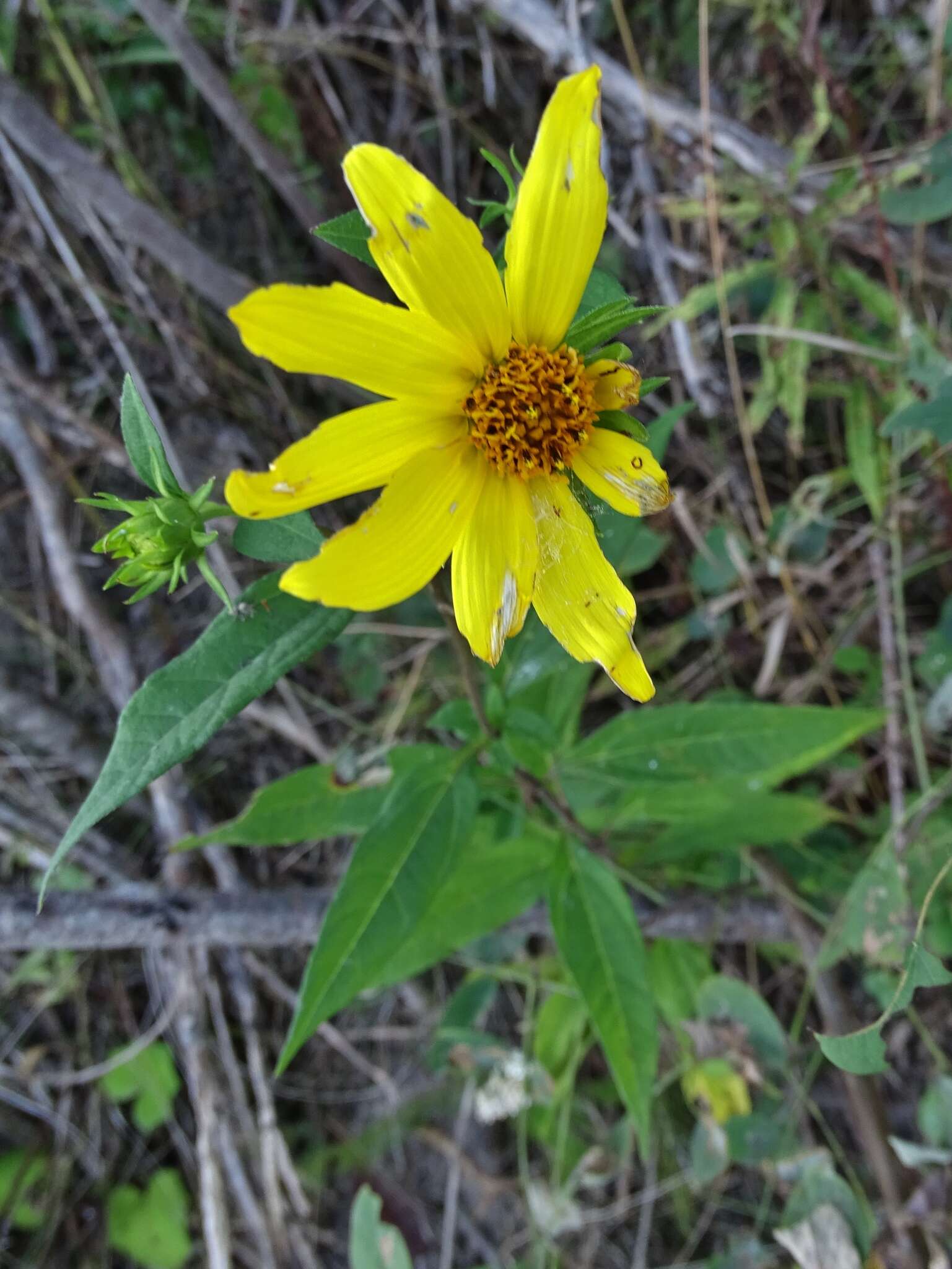 Image of Pale-Leaf Woodland Sunflower