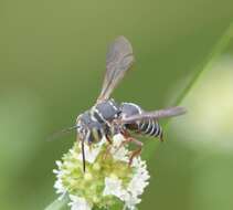 Image of Coelioxys mexicanus Cresson 1878