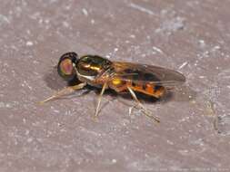 Image of Cephalochrysa canadensis (Curran 1927)