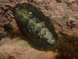 Image of black chiton