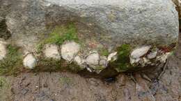 Image of Rock oyster