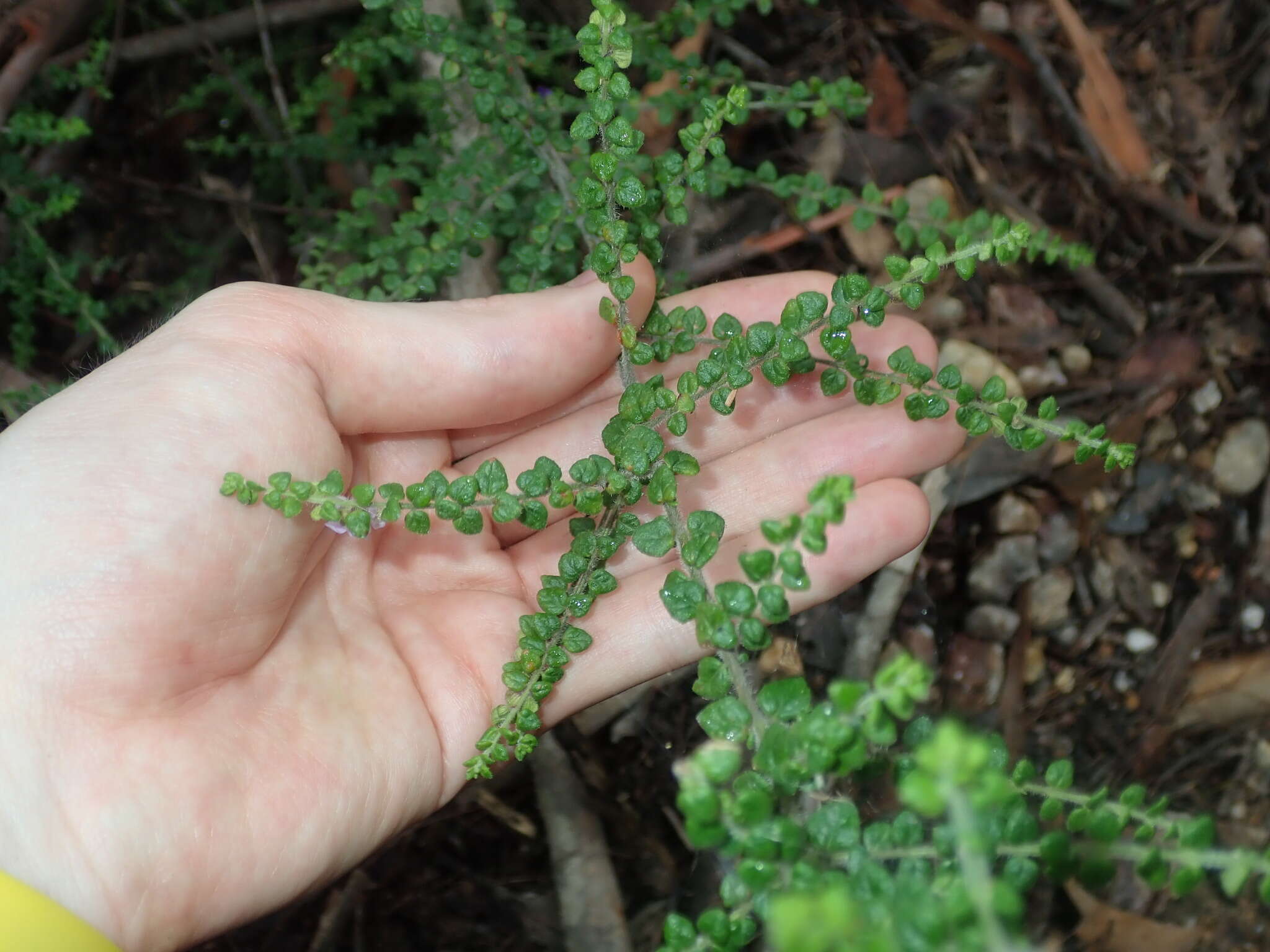 Image of Sparkling Mint-bush