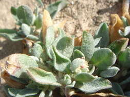 Image of wheelscale saltbush