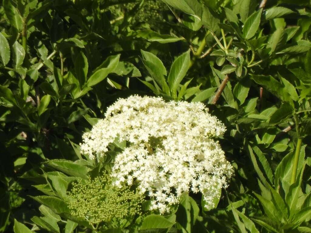 Image of Sambucus nigra f. nigra