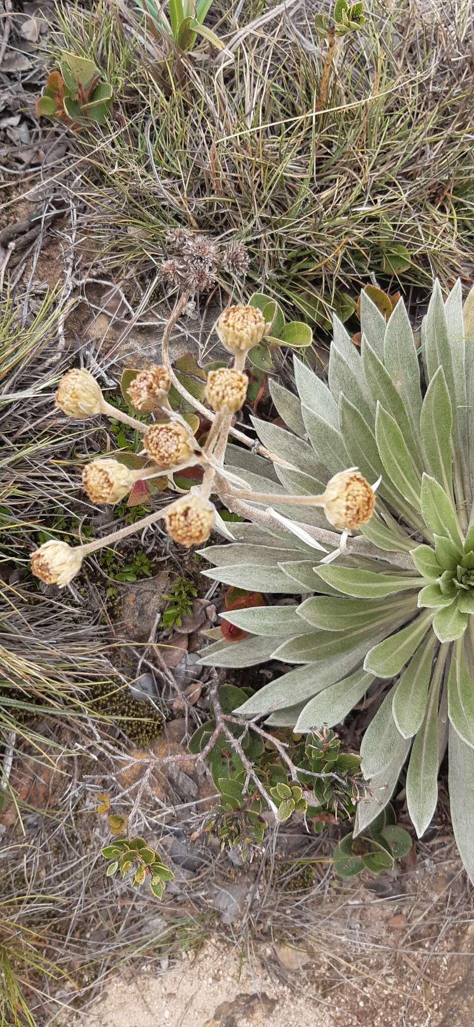 Imagem de Espeletiopsis funckii (Sch. Bip. ex Wedd.) J. Cuatrec.