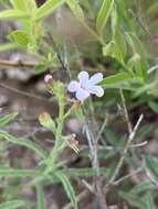 Image of Endostemon tenuiflorus (Benth.) M. R. Ashby