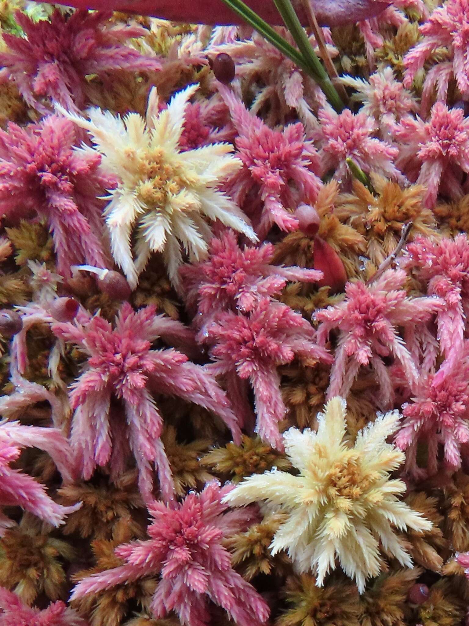 Image of Pacific sphagnum