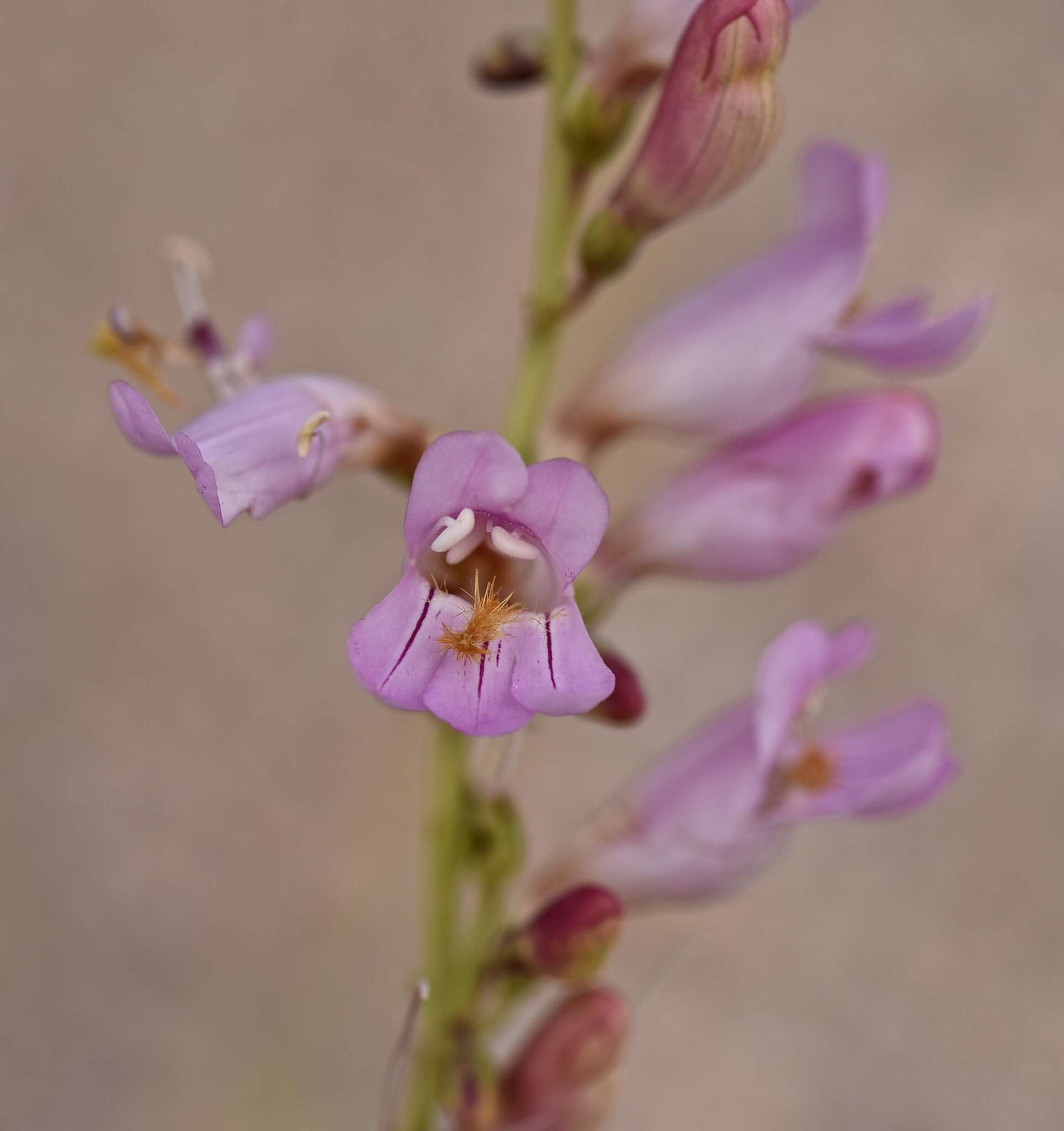 Image of Palmer's penstemon