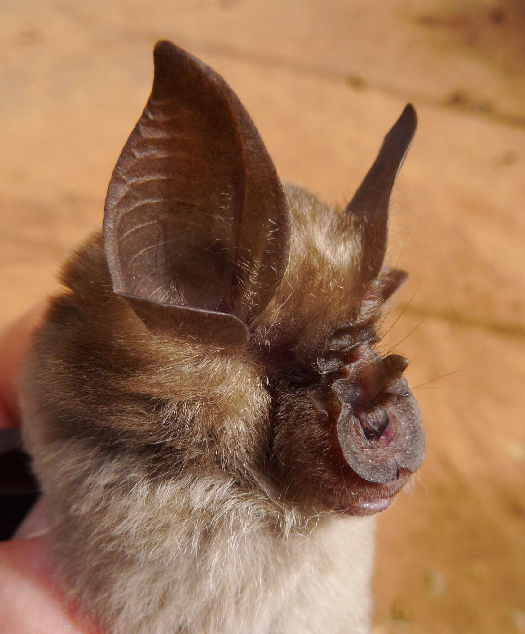 Image of Lander's Horseshoe Bat