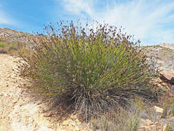 Image de Askidiosperma capitatum Steud.