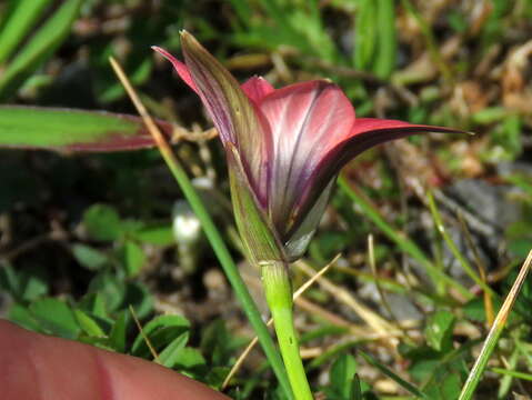 Image of Romulea obscura var. subtestacea M. P. de Vos