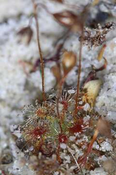 Image of Drosera leucostigma (N. G. Marchant & Lowrie) Lowrie & Conran