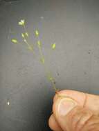 صورة Sabulina tenuifolia (L.) Rchb.