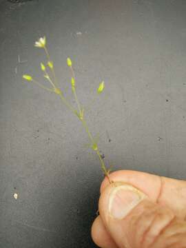 Image of Sabulina tenuifolia (L.) Rchb.