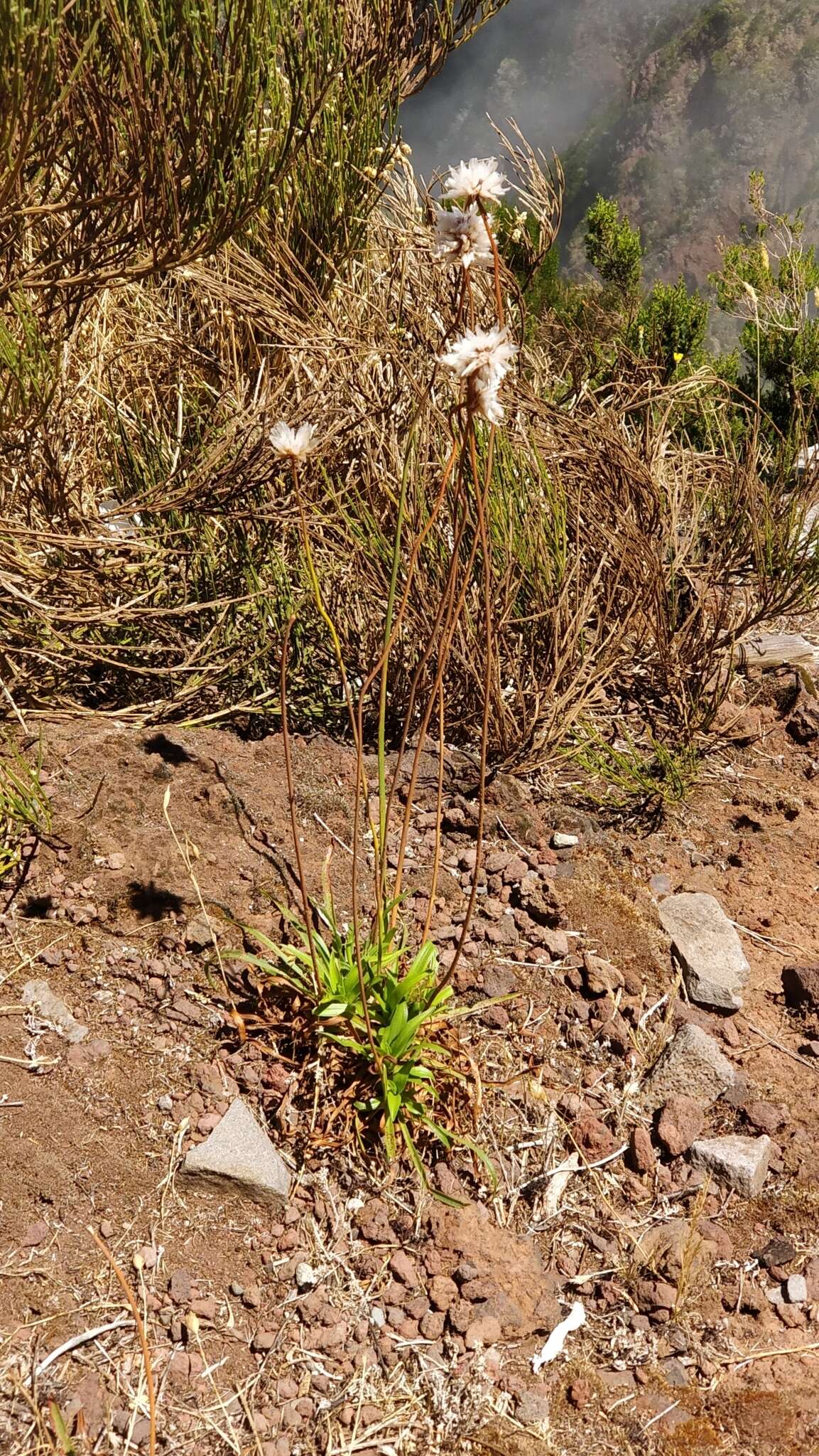 Image of Armeria maderensis Lowe