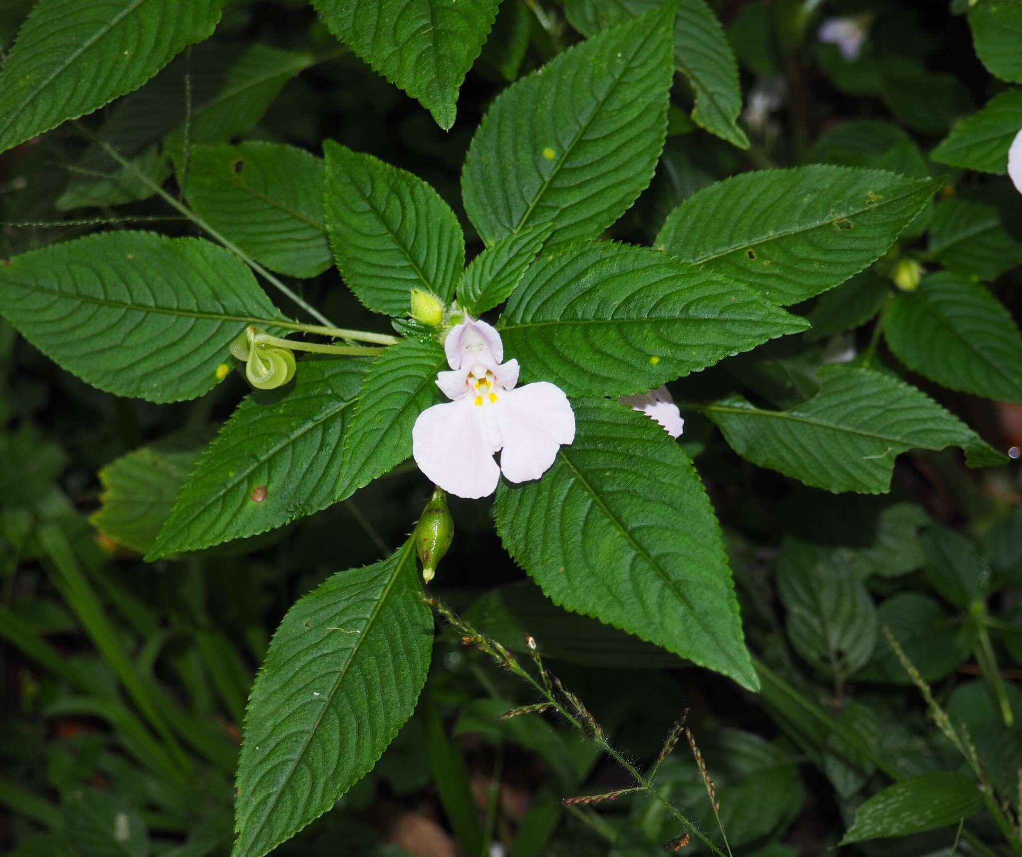 Impatiens burtonii Hook. fil. resmi