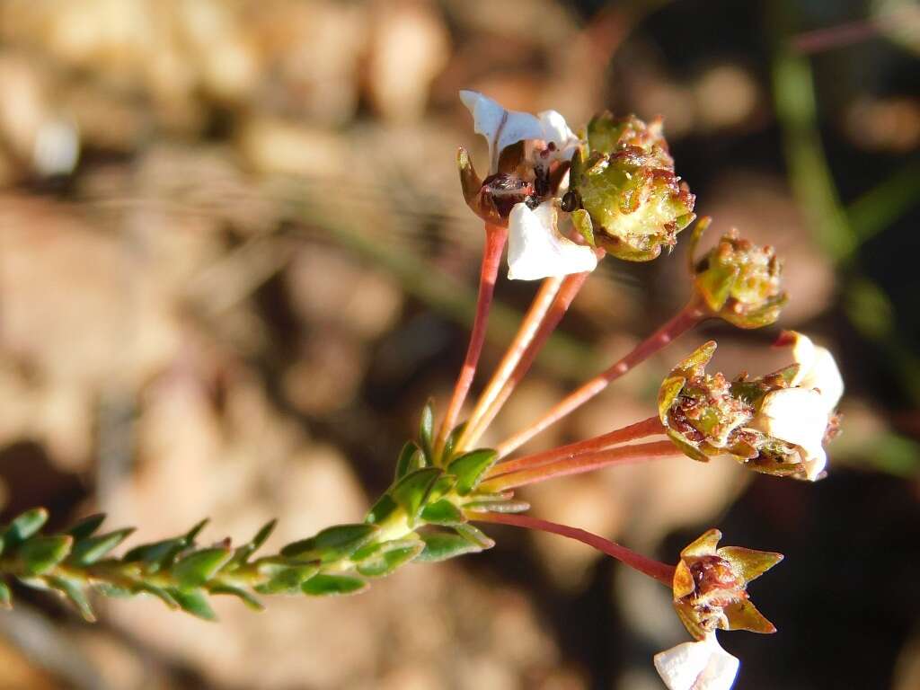Image of Demure Loose Chinaflower