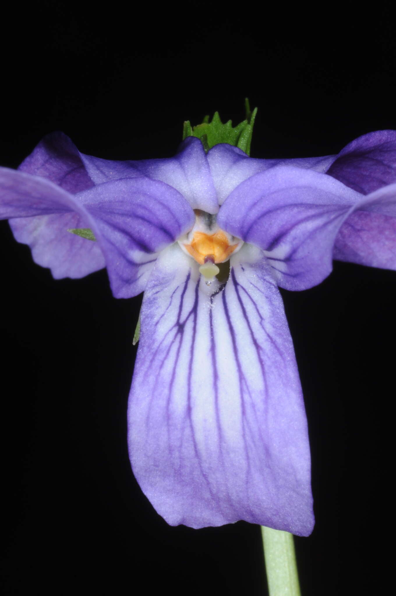 Image of Viola metajaponica Nakai