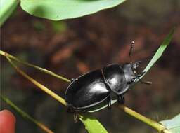 Image of Neolucanus sinicus championi Parry 1864