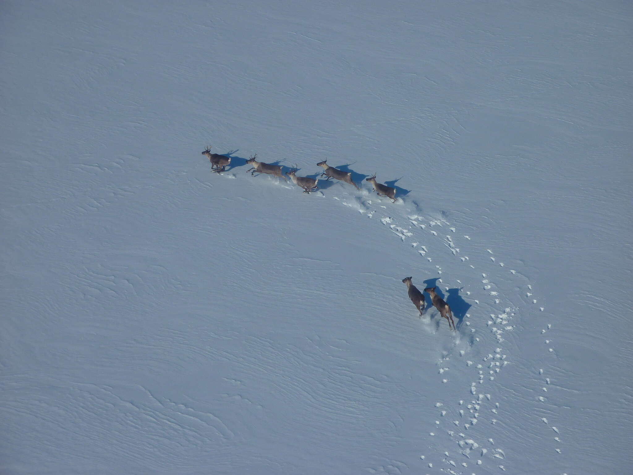 Image of Southern Mountain Caribou DPS