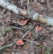 Image of Russula henningsii Sacc. & P. Syd. 1902