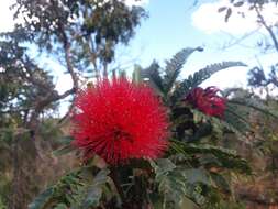 Calliandra dysantha Benth.的圖片