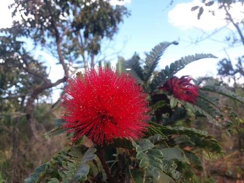 Image of Calliandra dysantha Benth.