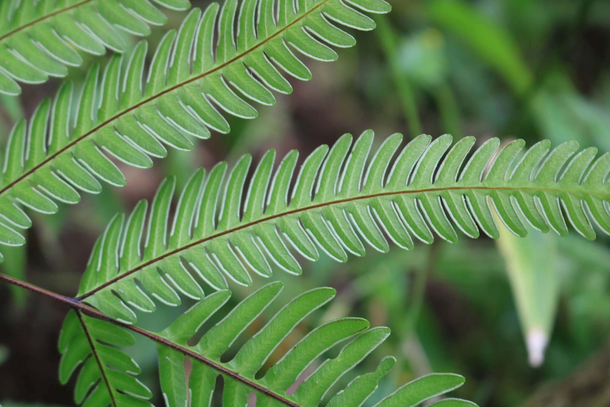 Image of Pteris longipinnula Wall.