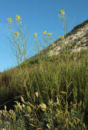 Image de Erysimum diffusum Ehrh.