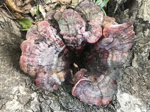 Ganoderma stipitatum (Murrill) Murrill 1908的圖片