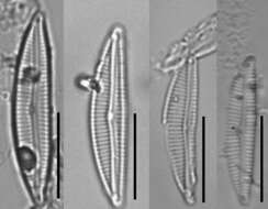 Image of <i>Encyonema evergladianum</i> Krammer 1997