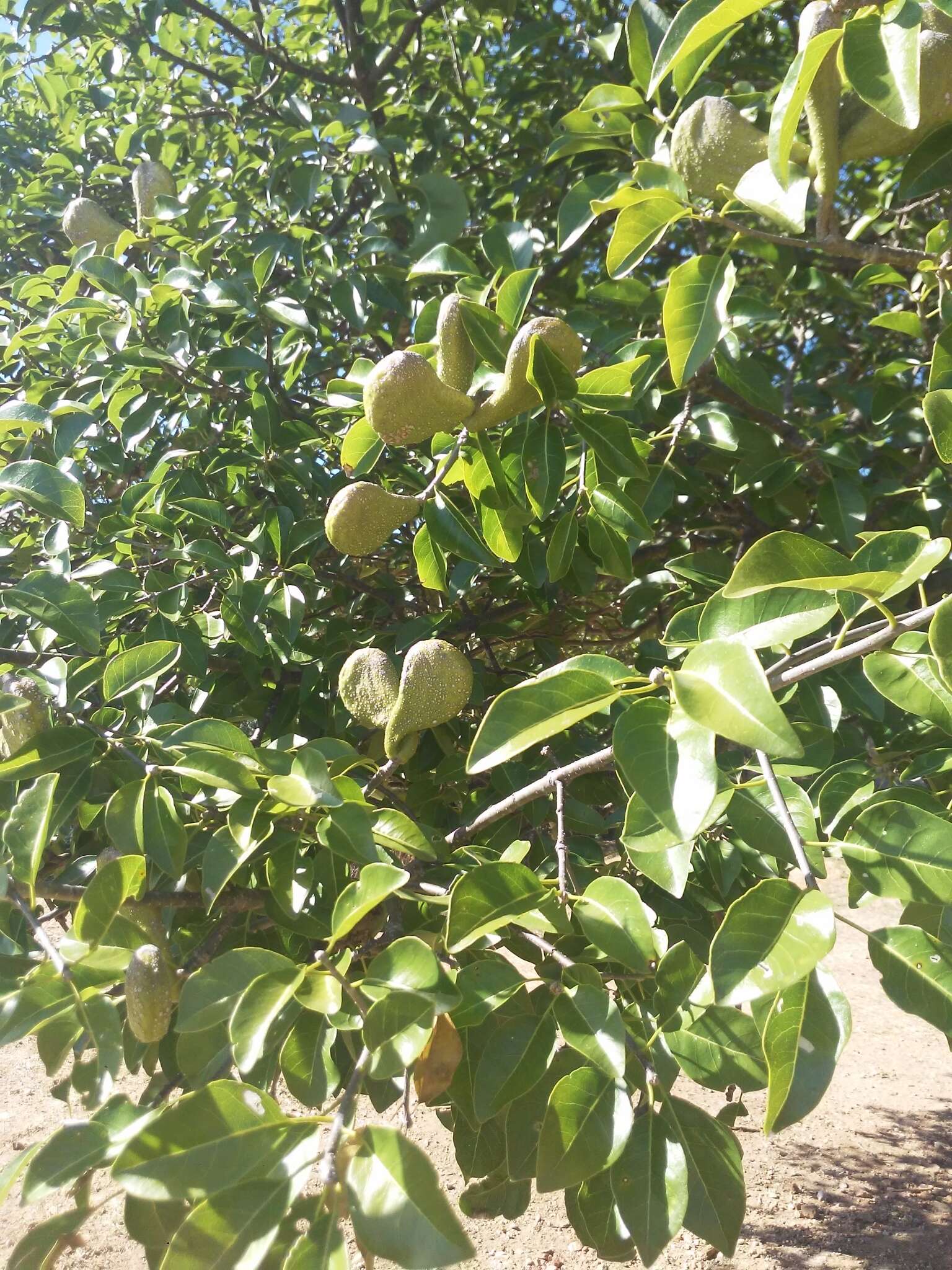 Imagem de Aspidosperma pyrifolium Mart.