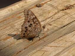 Image de Papillon du micocoulier