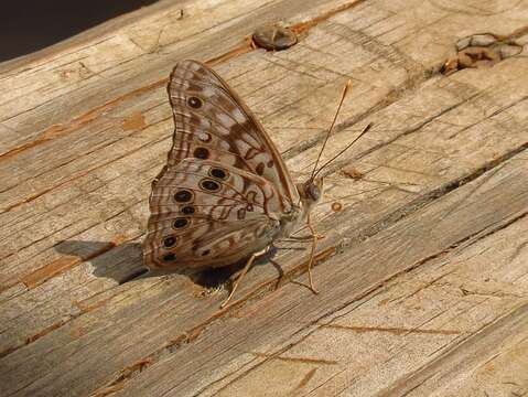 Image of Hackberry Emperor